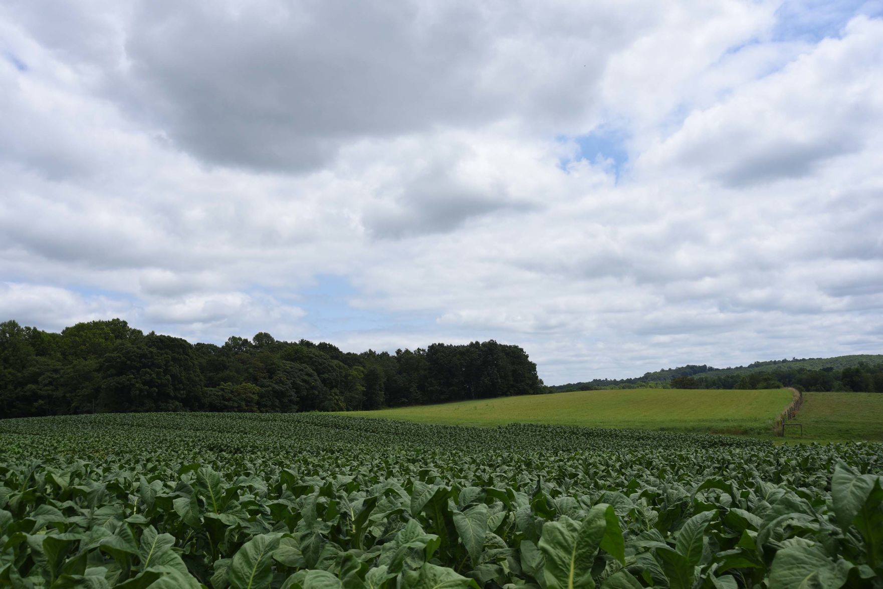 Tobacco